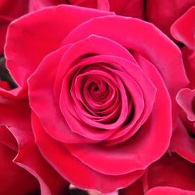 Букет из 17 красных роз Эксплорер 70см