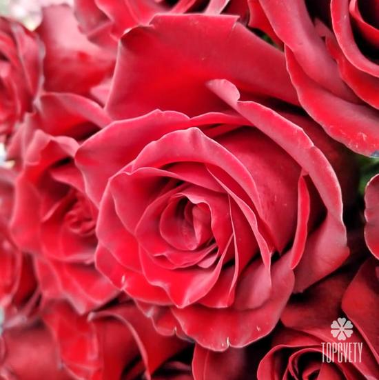 Букет из 17 красных роз Эксплорер 70см