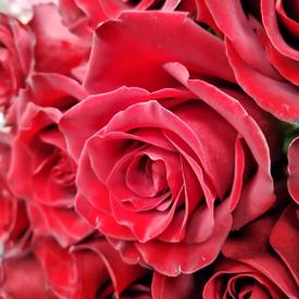 Букет из 17 красных роз Эксплорер 70см