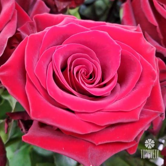 Букет из 17 красных роз Эксплорер 70см