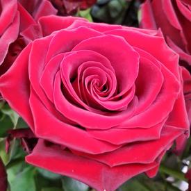 Букет из 17 красных роз Эксплорер 70см