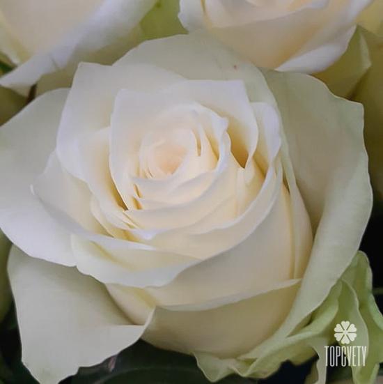 Букет из 101 белой розы в корзине