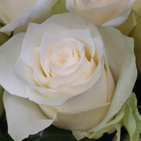 Букет из 101 белой розы в корзине