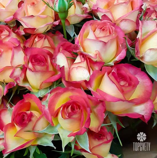 Букет из 7 желто-красных кустовых роз 70см