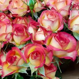 Букет из 7 желто-красных кустовых роз 70см