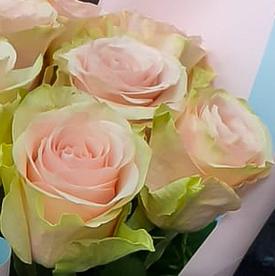 Букет из 15 бело-розовых сортовых роз 50см