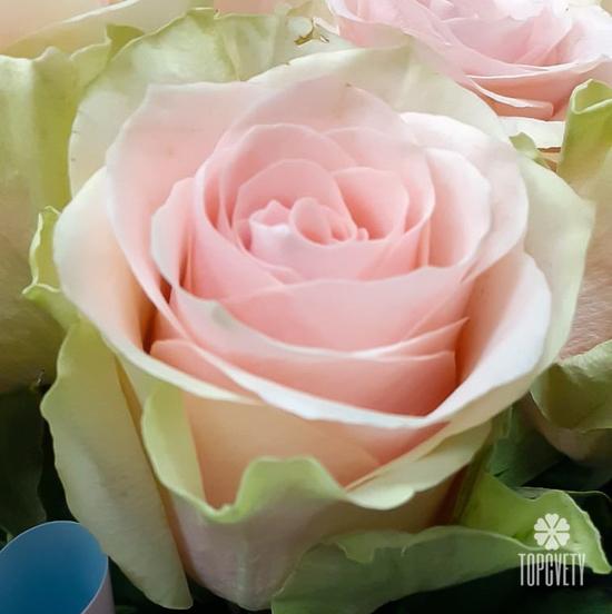 Букет из 15 бело-розовых сортовых роз 50см