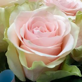 Букет из 15 бело-розовых сортовых роз 50см