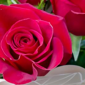 Букет из 11 красных роз Фридом 70см