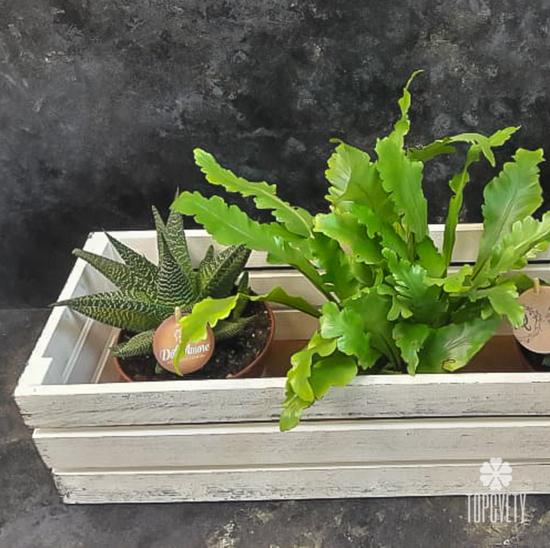 Деревянный ящик №1