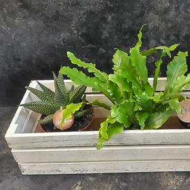 Деревянный ящик №1