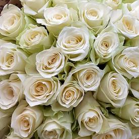 Букет из 51 белой розы 40см