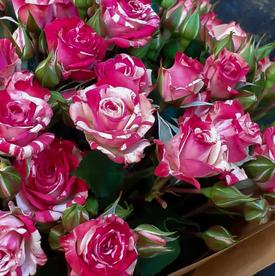 Букет из 15 кустовых роз 50см