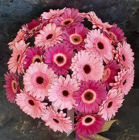 Букет из 21 розовой герберы мини