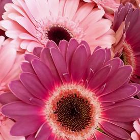 Букет из 21 розовой герберы мини