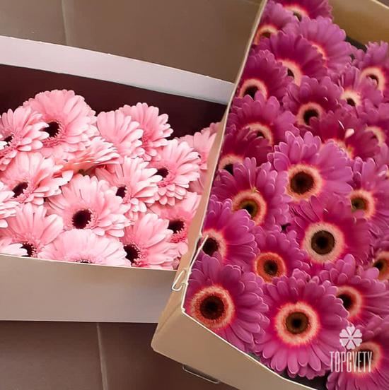 Букет из 21 розовой герберы мини