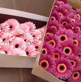 Букет из 21 розовой герберы мини