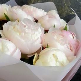 Букет из 11 бело-розовых пионов 
