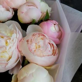 Букет из 11 бело-розовых пионов 