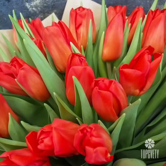 Букет из 35 красных тюльпанов 