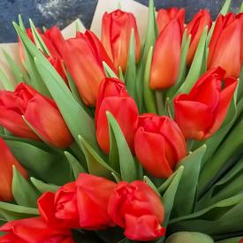 Букет из 35 красных тюльпанов 