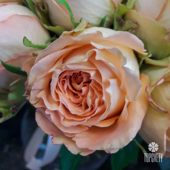 Букет из 51 оранжевой розы 