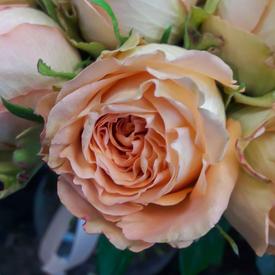 Букет из 51 оранжевой розы 