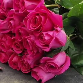 Букет из 17 розовых роз Пинк Флойд  70см