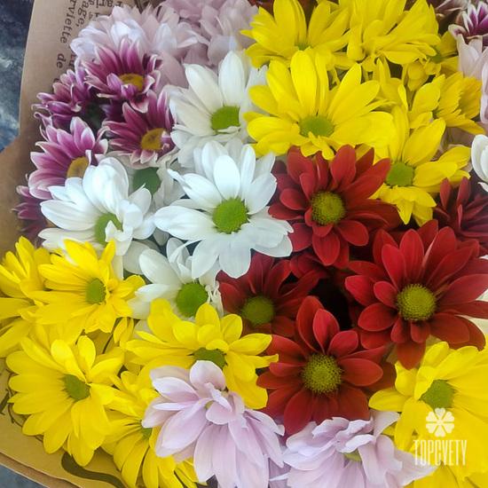 Букет из 15 кустовых хризантем микс