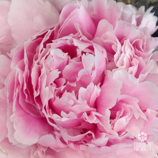 Букет из 7 розовых пионов