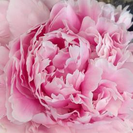 Букет из 7 розовых пионов