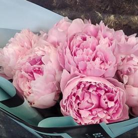 Букет из 7 розовых пионов