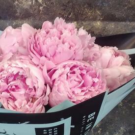 Букет из 7 розовых пионов