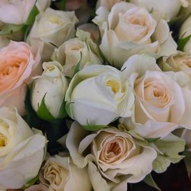 Букет из 17 кремовых кустовых роз 50см
