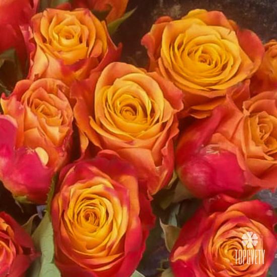 Букет из 15 оранжево-красных сортовых роз 50см