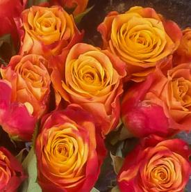 Букет из 15 оранжево-красных сортовых роз 50см