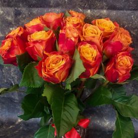 Букет из 15 оранжево-красных сортовых роз 50см