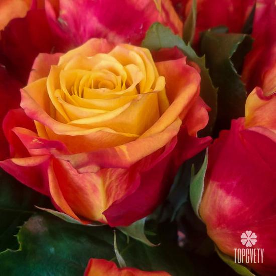 Букет из 15 оранжево-красных сортовых роз 50см