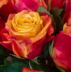 Букет из 15 оранжево-красных сортовых роз 50см