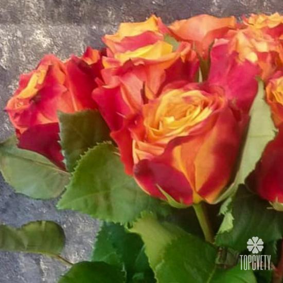 Букет из 15 оранжево-красных сортовых роз 50см