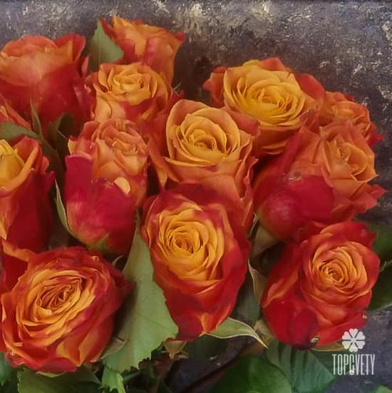 Букет из 15 оранжево-красных сортовых роз 50см