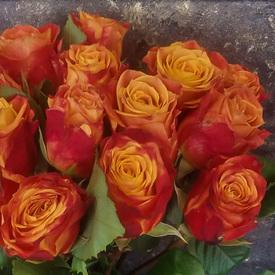 Букет из 15 оранжево-красных сортовых роз 50см