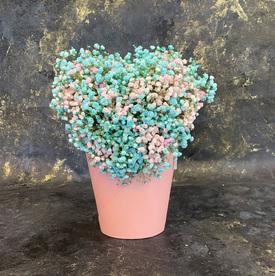 Композиция из гипсофилы в коробке