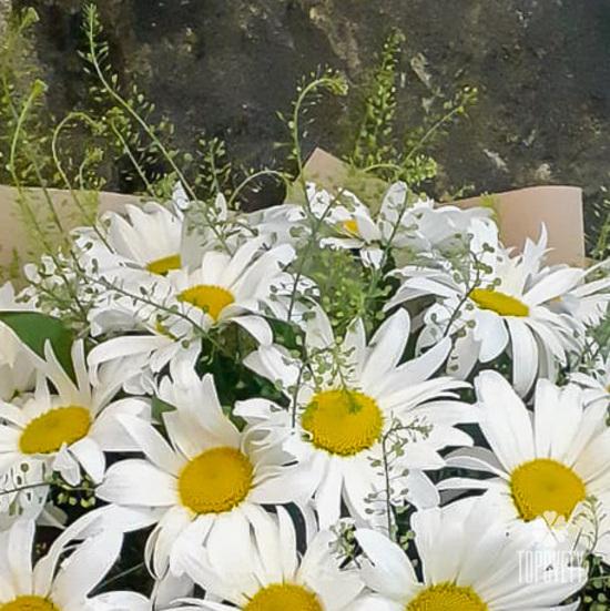 Букет из 25 ромашек