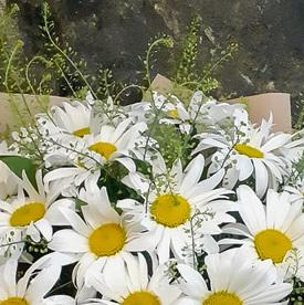 Букет из 25 ромашек