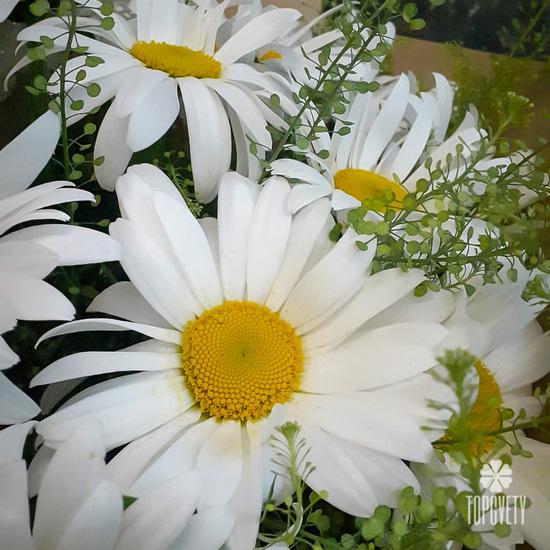 Букет из 25 ромашек