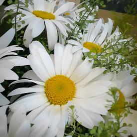 Букет из 25 ромашек