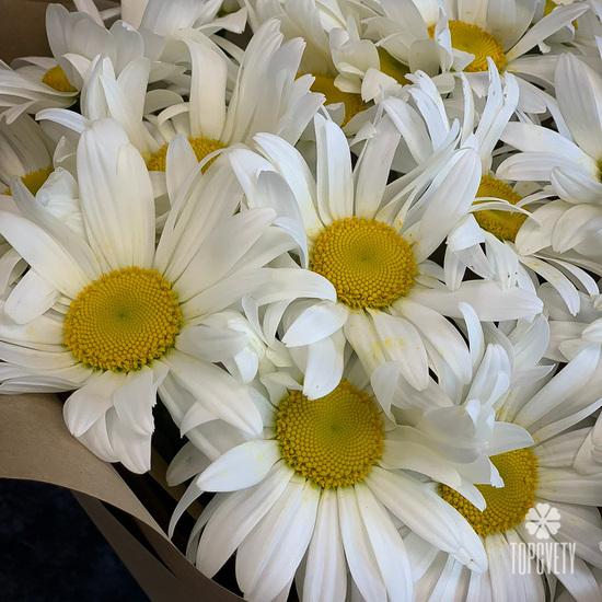 Букет из 19 ромашек