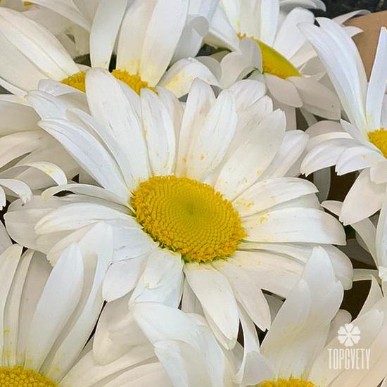 Букет из 19 ромашек