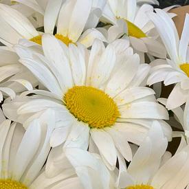 Букет из 19 ромашек